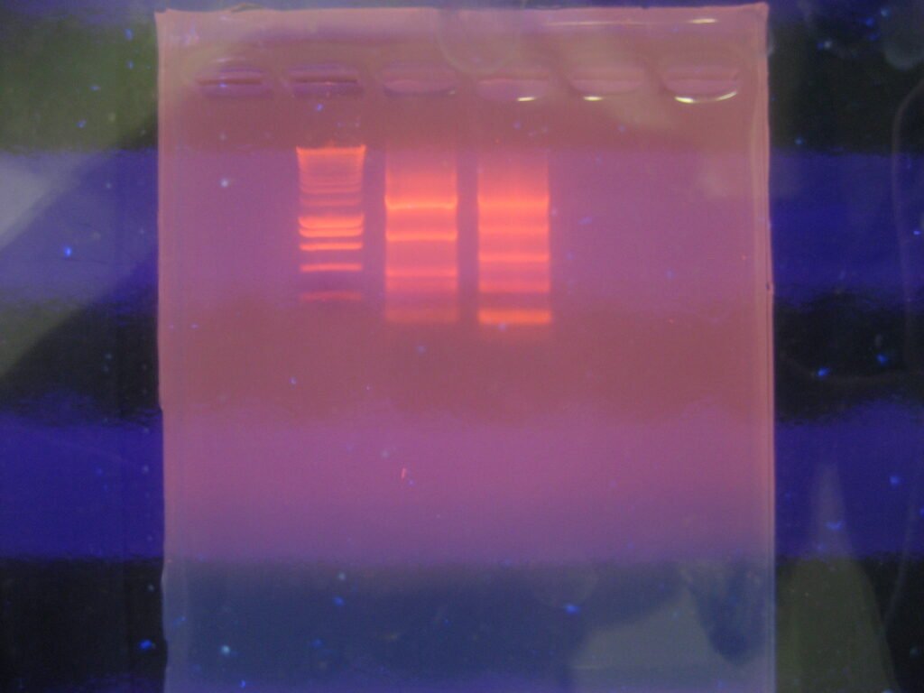 An agarose gel resting on a transilluminator, lanes glowing faintly through the tray.